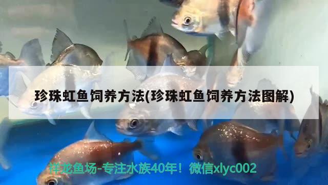 珍珠虹魚飼養(yǎng)方法(珍珠虹魚飼養(yǎng)方法圖解)