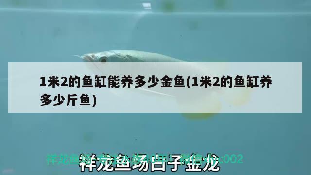 1米2的魚(yú)缸能養(yǎng)多少金魚(yú)(1米2的魚(yú)缸養(yǎng)多少斤魚(yú)) iwish愛(ài)唯希品牌魚(yú)缸