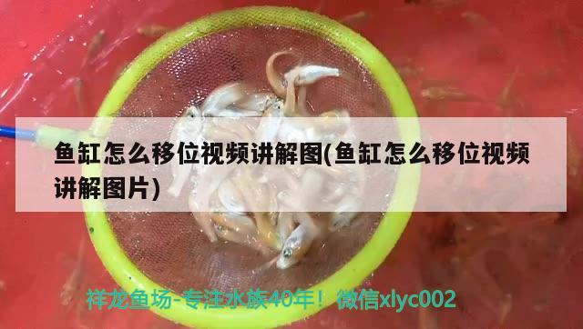 魚缸怎么移位視頻講解圖(魚缸怎么移位視頻講解圖片) 錦鯉魚