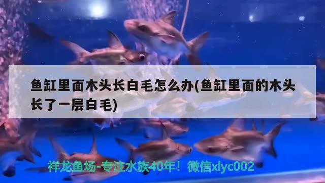 魚缸里面木頭長(zhǎng)白毛怎么辦(魚缸里面的木頭長(zhǎng)了一層白毛)