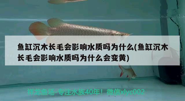 魚缸沉木長毛會影響水質(zhì)嗎為什么(魚缸沉木長毛會影響水質(zhì)嗎為什么會變黃) 三間鼠魚苗