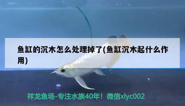 魚缸的沉木怎么處理掉了(魚缸沉木起什么作用)