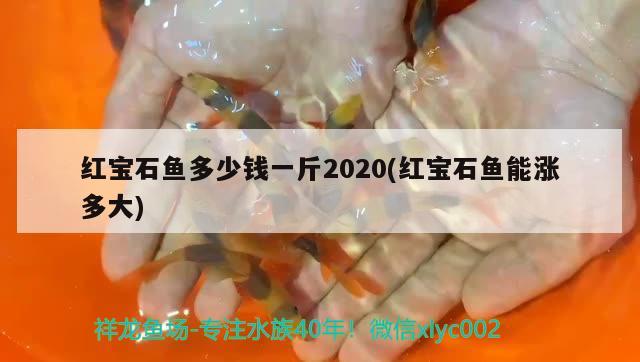 紅寶石魚(yú)多少錢(qián)一斤2020(紅寶石魚(yú)能漲多大) 觀(guān)賞魚(yú)