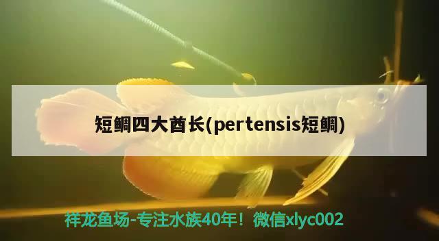 短鯛四大酋長(zhǎng)(pertensis短鯛)