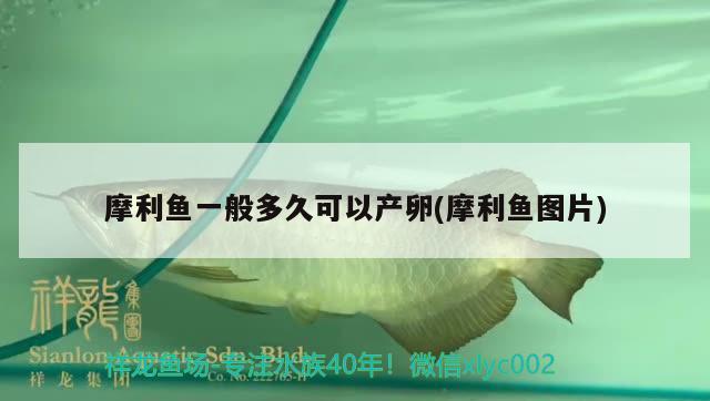 摩利魚一般多久可以產(chǎn)卵(摩利魚圖片) 觀賞魚 第2張