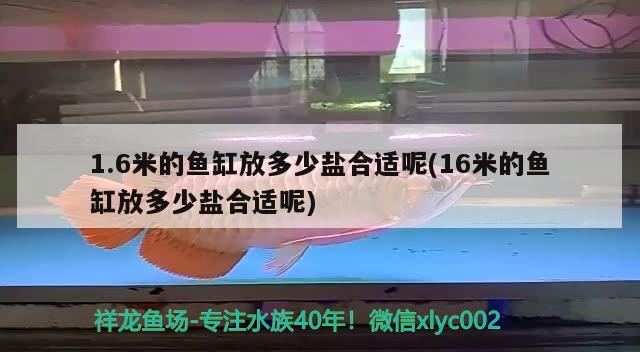 1.6米的魚缸放多少鹽合適呢(16米的魚缸放多少鹽合適呢) 黑白雙星