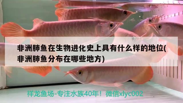 非洲肺魚在生物進(jìn)化史上具有什么樣的地位(非洲肺魚分布在哪些地方)