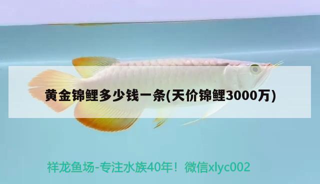 黃金錦鯉多少錢一條(天價(jià)錦鯉3000萬(wàn)) 觀賞魚