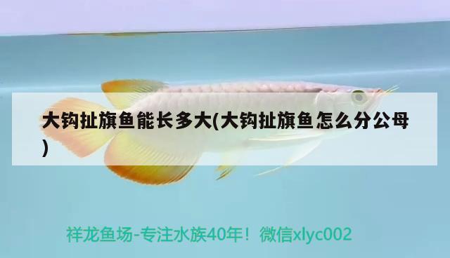 大鉤扯旗魚能長多大(大鉤扯旗魚怎么分公母) 觀賞魚