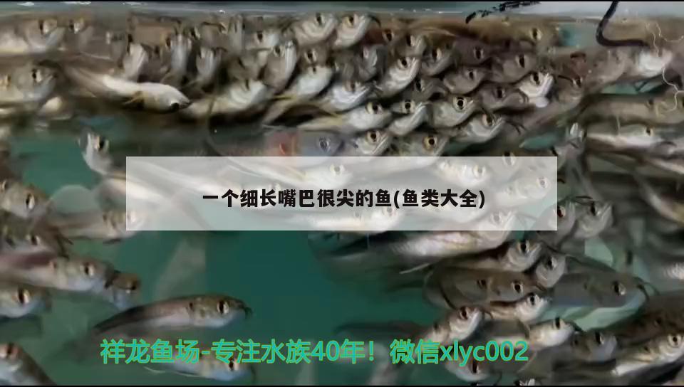 一個細(xì)長嘴巴很尖的魚(魚類大全)