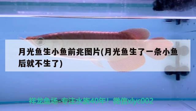 月光魚生小魚前兆圖片(月光魚生了一條小魚后就不生了) 觀賞魚