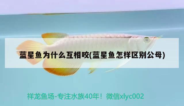 藍(lán)星魚為什么互相咬(藍(lán)星魚怎樣區(qū)別公母)