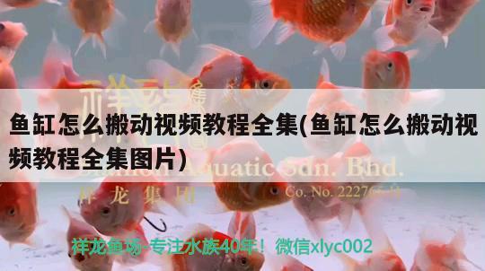 魚缸怎么搬動視頻教程全集(魚缸怎么搬動視頻教程全集圖片) 胭脂孔雀龍魚