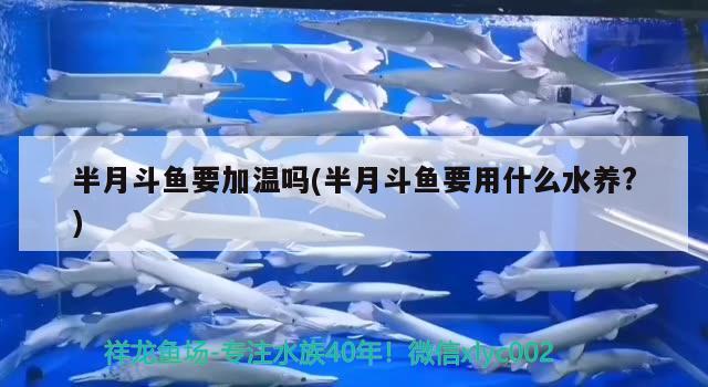 半月斗魚要加溫嗎(半月斗魚要用什么水養(yǎng)?) 觀賞魚 第2張