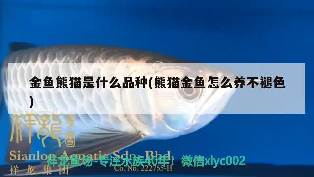 金魚熊貓是什么品種(熊貓金魚怎么養(yǎng)不褪色)