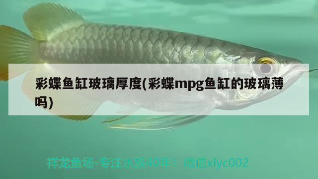 彩蝶魚(yú)缸玻璃厚度(彩蝶mpg魚(yú)缸的玻璃薄嗎)