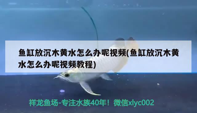 魚(yú)缸放沉木黃水怎么辦呢視頻(魚(yú)缸放沉木黃水怎么辦呢視頻教程)