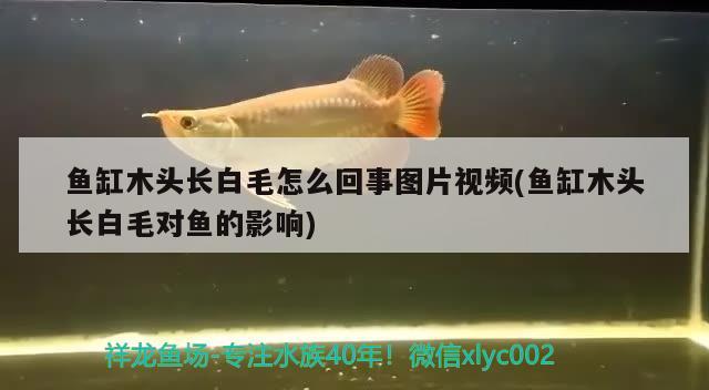 魚缸木頭長白毛怎么回事圖片視頻(魚缸木頭長白毛對(duì)魚的影響)