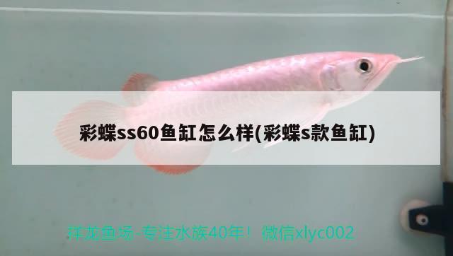 彩蝶ss60魚缸怎么樣(彩蝶s款魚缸)