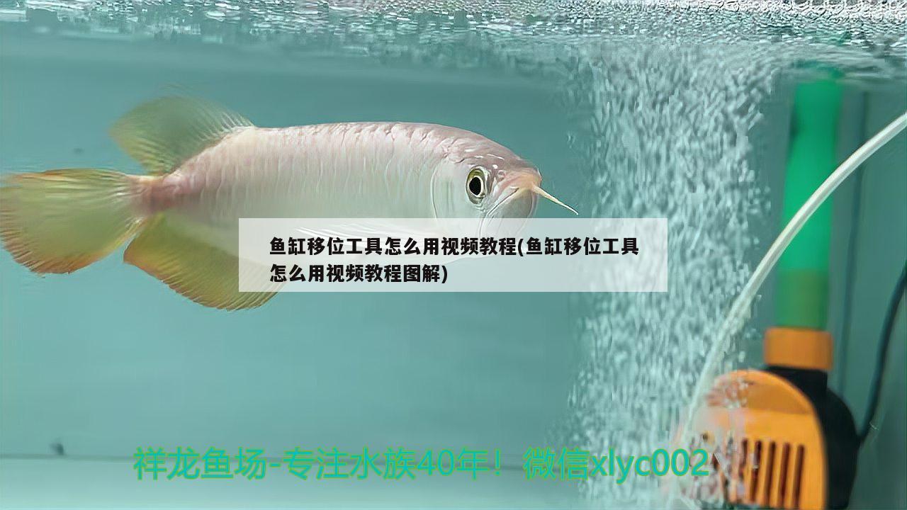 魚(yú)缸移位工具怎么用視頻教程(魚(yú)缸移位工具怎么用視頻教程圖解) 金龍福龍魚(yú)