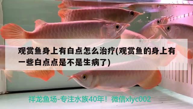 觀賞魚身上有白點怎么治療(觀賞魚的身上有一些白點點是不是生病了)