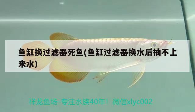 魚缸換過濾器死魚(魚缸過濾器換水后抽不上來水) 紅白錦鯉魚