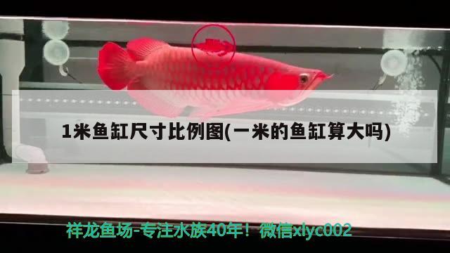 1米魚缸尺寸比例圖(一米的魚缸算大嗎) 泰國虎魚