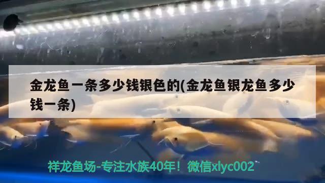 金龍魚一條多少錢銀色的(金龍魚銀龍魚多少錢一條) 銀龍魚