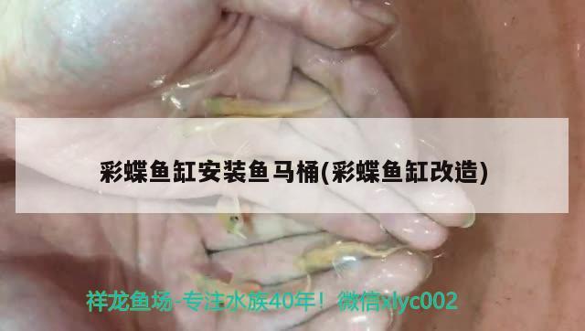 彩蝶魚缸安裝魚馬桶(彩蝶魚缸改造)