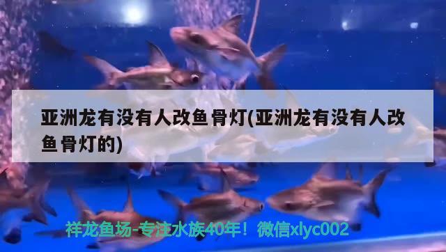 亞洲龍有沒有人改魚骨燈(亞洲龍有沒有人改魚骨燈的)