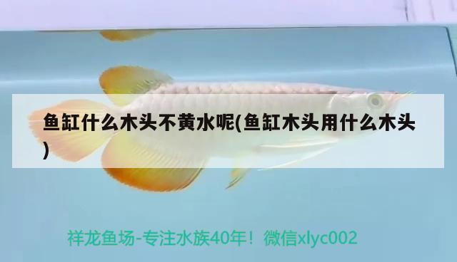 魚(yú)缸什么木頭不黃水呢(魚(yú)缸木頭用什么木頭)