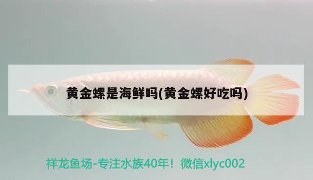 黃金螺是海鮮嗎(黃金螺好吃嗎) 觀賞魚