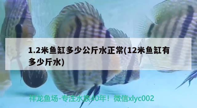 1.2米魚缸多少公斤水正常(12米魚缸有多少斤水) 大白鯊魚