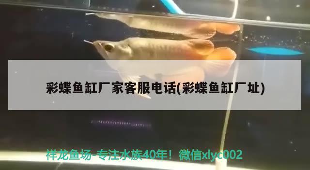 彩蝶魚缸廠家客服電話(彩蝶魚缸廠址)