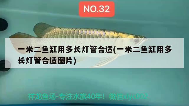 一米二魚缸用多長燈管合適(一米二魚缸用多長燈管合適圖片) B級過背金龍魚