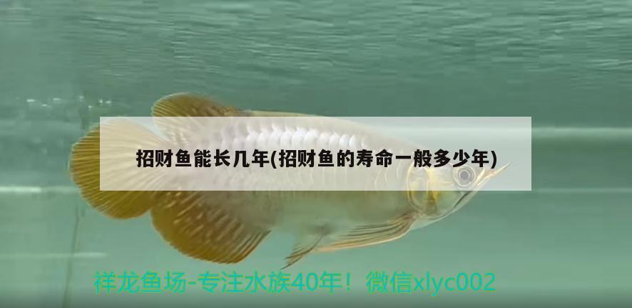 招財(cái)魚(yú)能長(zhǎng)幾年(招財(cái)魚(yú)的壽命一般多少年) 觀(guān)賞魚(yú)