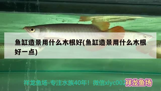 魚缸造景用什么木根好(魚缸造景用什么木根好一點) 肺魚