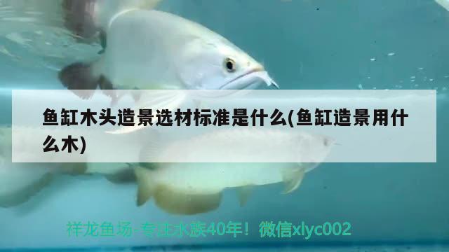 魚缸木頭造景選材標(biāo)準(zhǔn)是什么(魚缸造景用什么木)