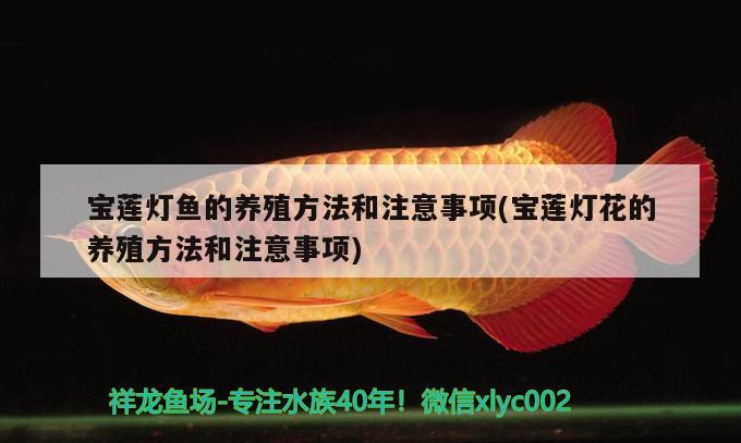 寶蓮燈魚的養(yǎng)殖方法和注意事項(xiàng)(寶蓮燈花的養(yǎng)殖方法和注意事項(xiàng))