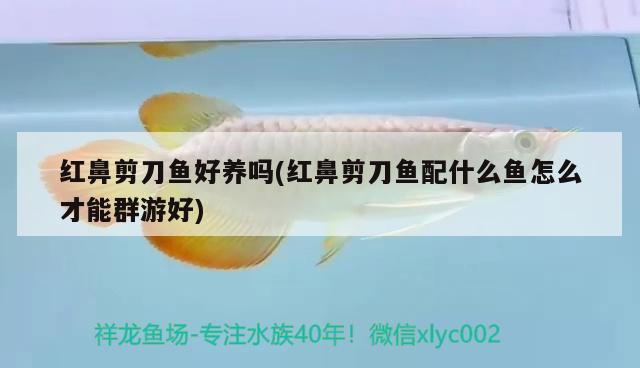 紅鼻剪刀魚好養(yǎng)嗎(紅鼻剪刀魚配什么魚怎么才能群游好)