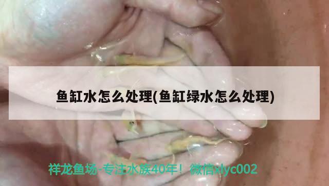 魚缸水怎么處理(魚缸綠水怎么處理) 虎魚百科