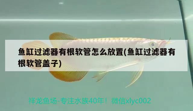 魚缸過濾器有根軟管怎么放置(魚缸過濾器有根軟管蓋子) 廣州祥龍國際水族貿(mào)易