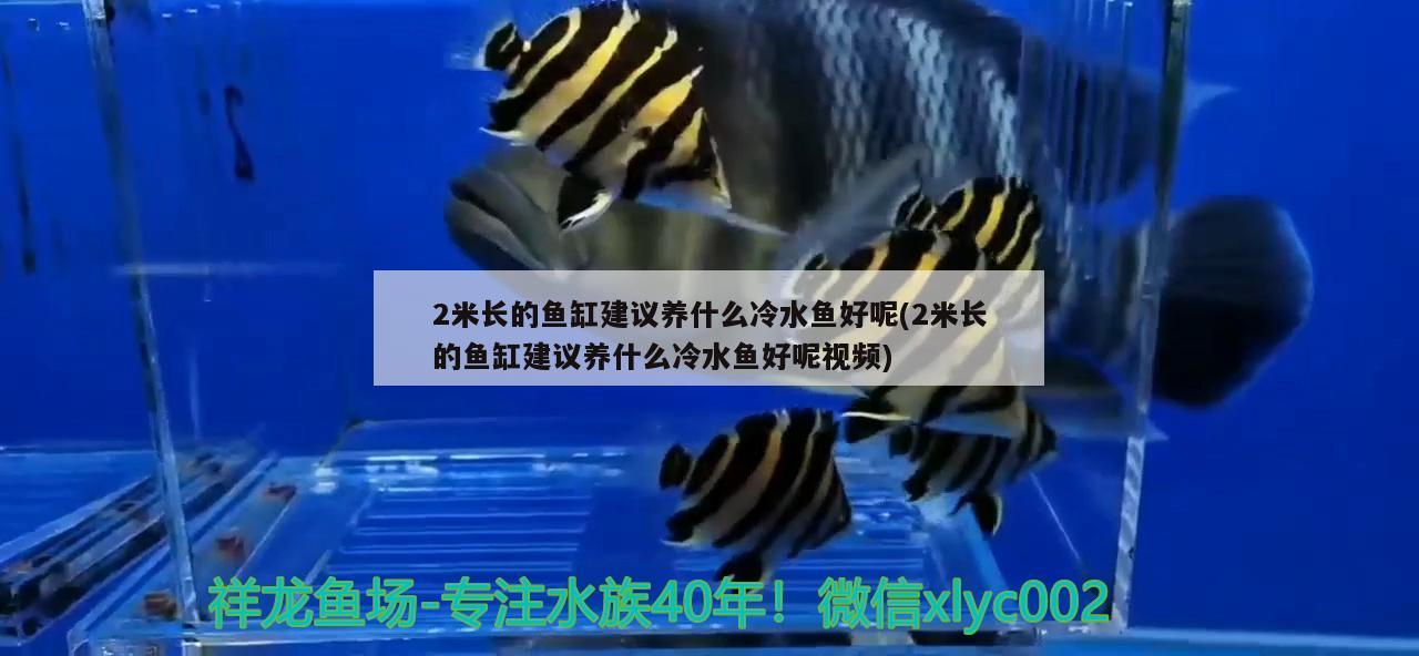 2米長的魚缸建議養(yǎng)什么冷水魚好呢(2米長的魚缸建議養(yǎng)什么冷水魚好呢視頻)