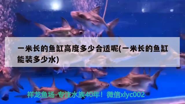 一米長(zhǎng)的魚缸高度多少合適呢(一米長(zhǎng)的魚缸能裝多少水)