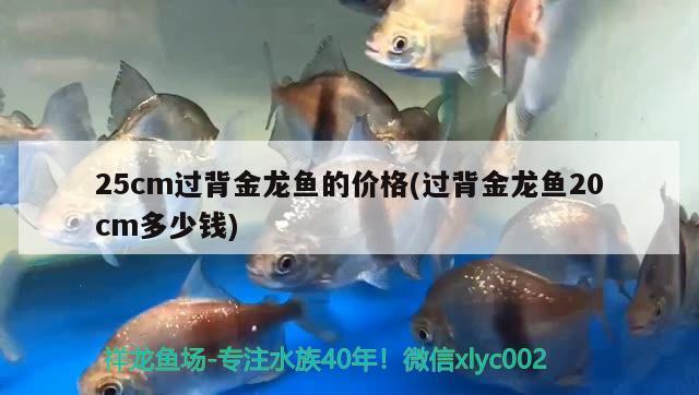 25cm過背金龍魚的價格(過背金龍魚20cm多少錢)