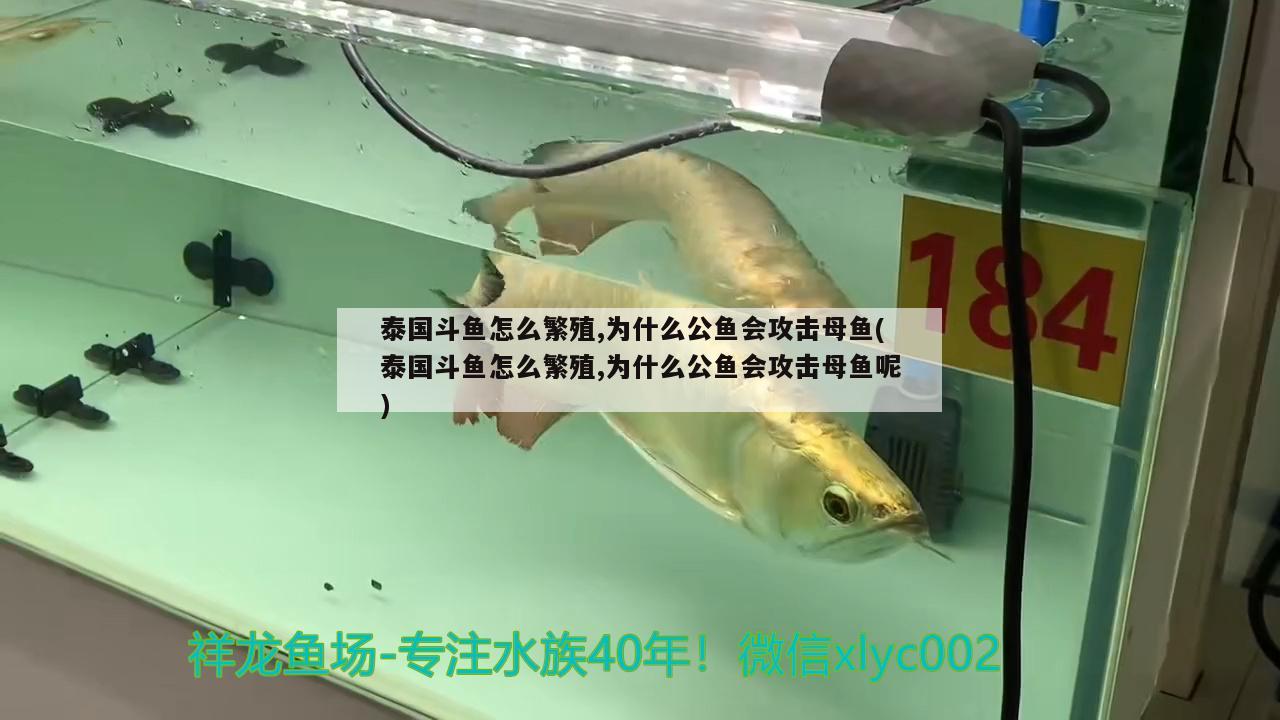 泰國斗魚怎么繁殖,為什么公魚會攻擊母魚(泰國斗魚怎么繁殖,為什么公魚會攻擊母魚呢) 泰國斗魚