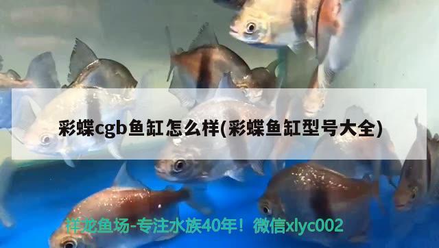 彩蝶cgb魚缸怎么樣(彩蝶魚缸型號大全)