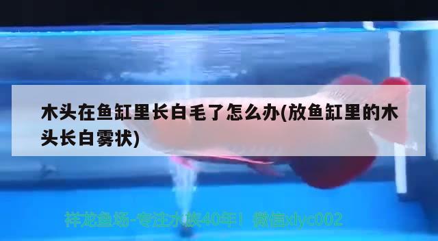 木頭在魚缸里長白毛了怎么辦(放魚缸里的木頭長白霧狀)