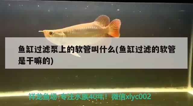 魚缸過濾泵上的軟管叫什么(魚缸過濾的軟管是干嘛的) 新加坡號半紅龍魚（練手級紅龍魚）