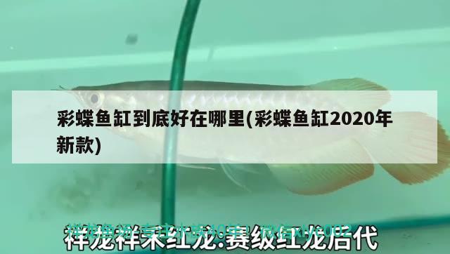 彩蝶魚(yú)缸到底好在哪里(彩蝶魚(yú)缸2020年新款)